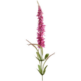 Przetacznik Kłosowy Veronica 103 cm