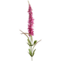 Przetacznik Kłosowy Veronica 103 cm