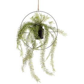 Paprotka w Kole 90 cm