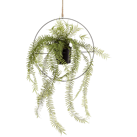 Paprotka w Kole 90 cm