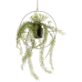 Paprotka w Kole 90 cm