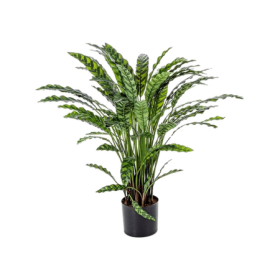 Kalatea 84 cm