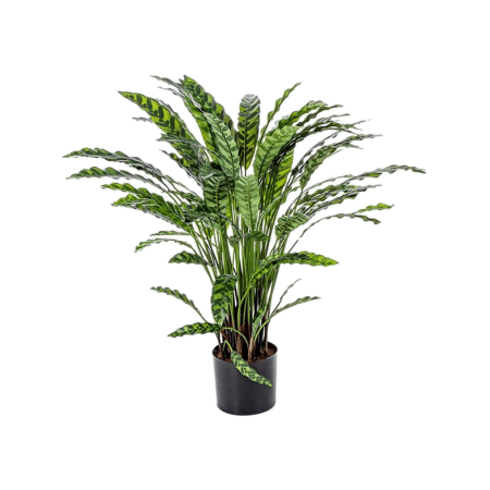 Kalatea 84 cm
