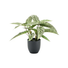 Kalatea Kropki 38 cm