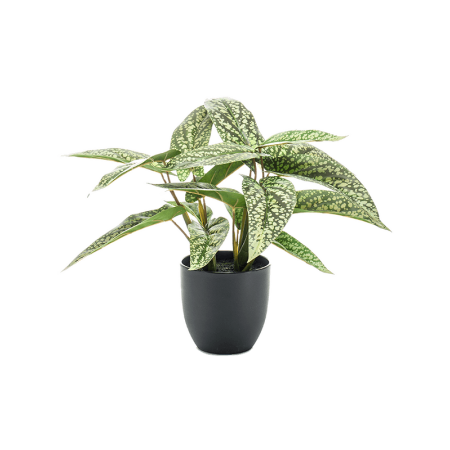 Kalatea Kropki 38 cm