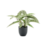 Kalatea Kropki 38 cm