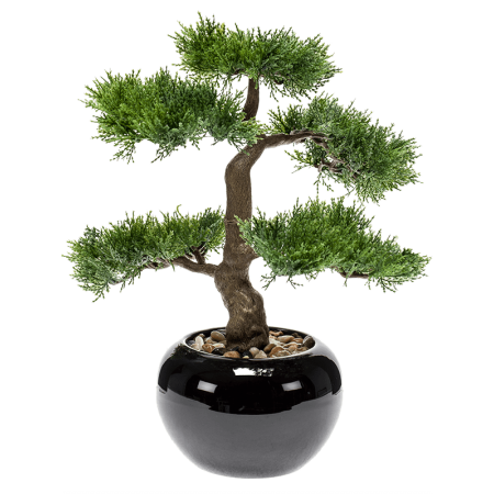 Bonsai 34 cm