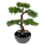 Bonsai 34 cm