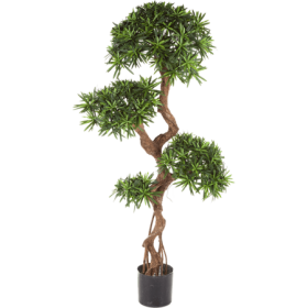 Podokarpus Zastrzelin 135 cm