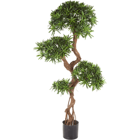 Podokarpus Zastrzelin 135 cm