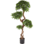 Podokarpus Zastrzelin 135 cm