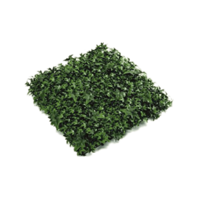 Mata Hedera 50 cm