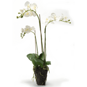 Storczyk Biały 75 cm