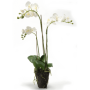 Storczyk Biały 75 cm