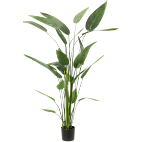 Heliconia 175 cm