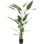 Heliconia 175 cm
