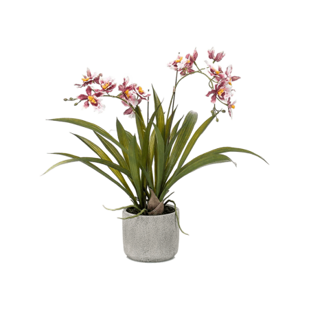 Storczyk Oncidium Burgund 45 cm