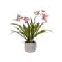 Storczyk Oncidium Burgund 45 cm