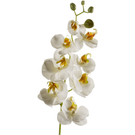 Storczyk Gałązka 68 cm