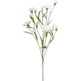 Goździk Biały 70 cm