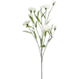 Goździk Biały 70 cm