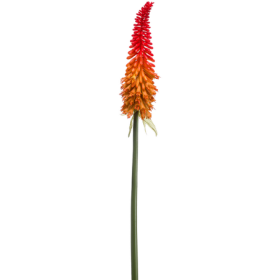 Trytoma Groniasta Ognisty Kwiat 70 cm