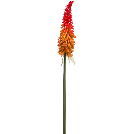 Trytoma Groniasta Ognisty Kwiat 70 cm