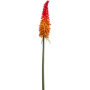 Trytoma Groniasta Ognisty Kwiat 70 cm