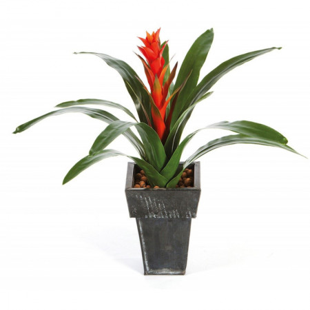 Guzmania 47 cm