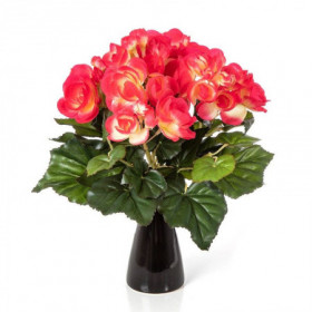 Begonia bukiet czerwony 20 cm
