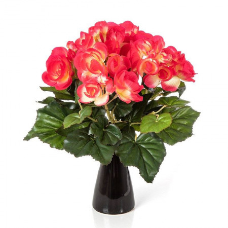 Begonia bukiet czerwony 20 cm