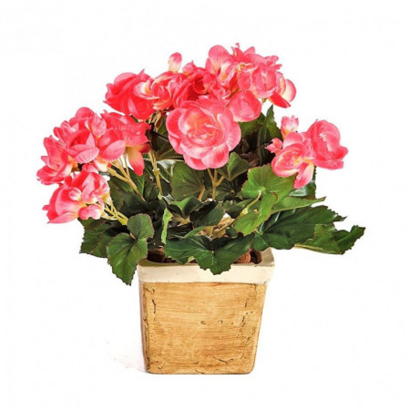Begonia bukiet róż 20cm