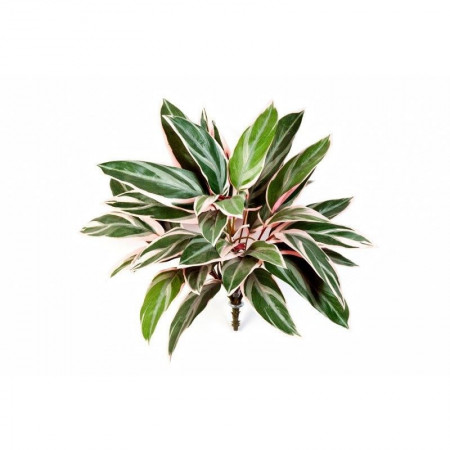 Kordylina bush 48 cm