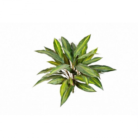 Dracena bush 48 cm