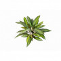 Dracena bush 48 cm