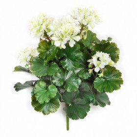 Pelargonia kremowa UV 39 cm