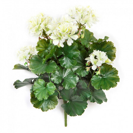 Pelargonia kremowa UV 39 cm