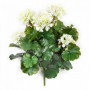 Pelargonia kremowa UV 39 cm