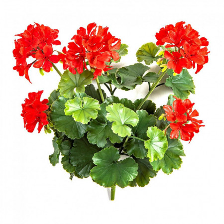 Pelargonia czerwona UV 39 cm
