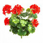 Pelargonia czerwona UV 39 cm