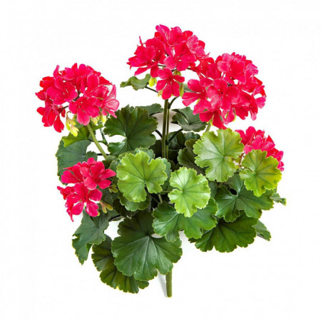 Pelargonia róż UV 39 cm