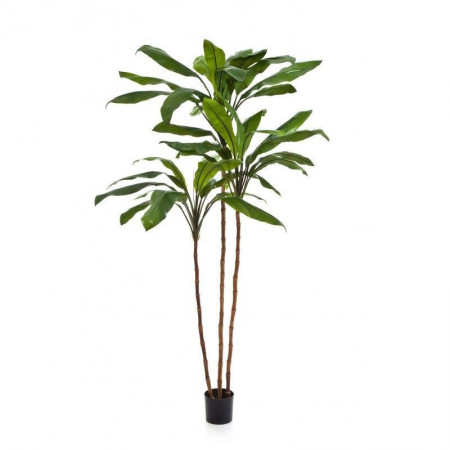 Kordylina fruticosa drzewo 210 cm