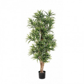 Dracena reflexa 150 cm