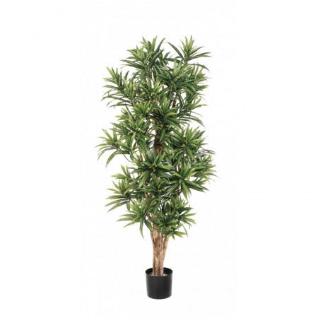 Dracena reflexa 150 cm