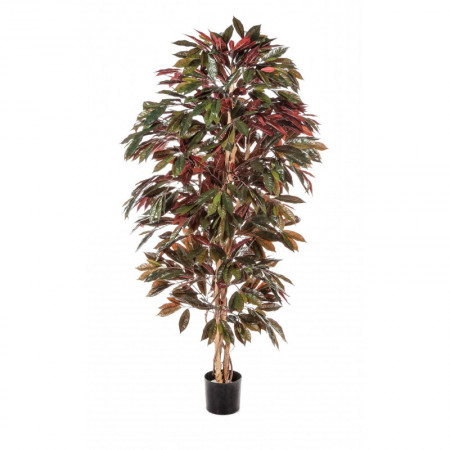 Fikus Capensja czerwonolistny 180 cm
