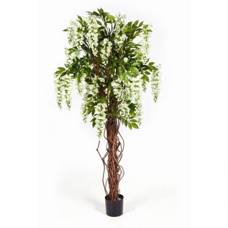 Drzewo Wisteria liana 180 cm