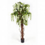 Drzewo Wisteria liana 180 cm