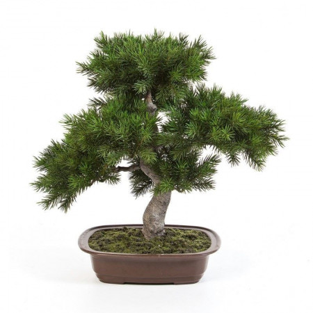 Bonsai sosna 48 cm