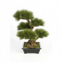 Bonsai sosna Premium 60 cm