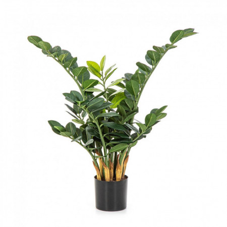Zamioculcas 66 cm